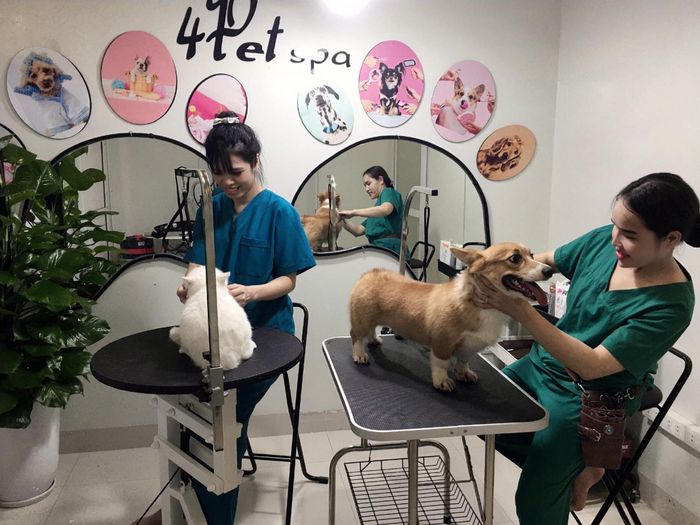 Phòng khám thú y 4PET ảnh 2