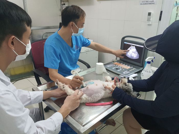 Hình ảnh Bệnh Viện Thú Cảnh Hanvet 2