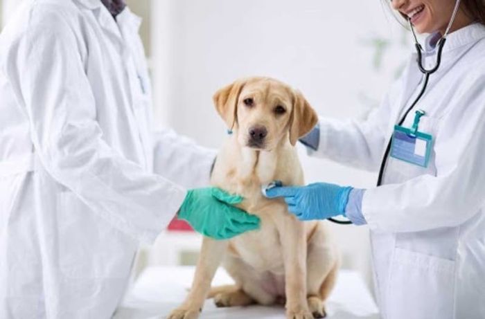 Hình ảnh 1 của Bệnh viện thú y & Petshop OKADA