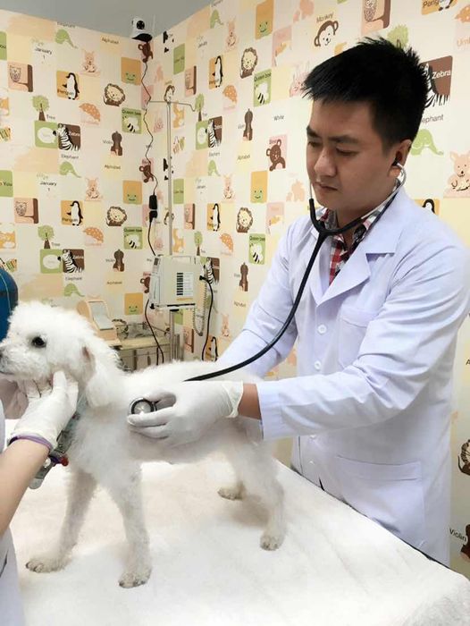 Bệnh viện Thú Y: AEC Pet Hospital Vietnam hình 2