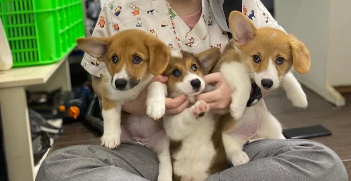 Bệnh viện Thú Y: AEC Pet Hospital Vietnam hình 1