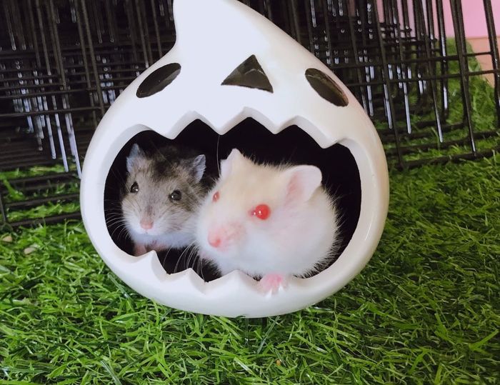 Hình ảnh 1 tại Pet shop TITAN