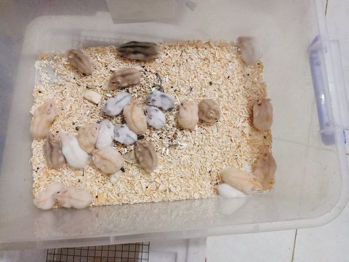 Hình ảnh 2 tại Ngọc Thơ Petshop