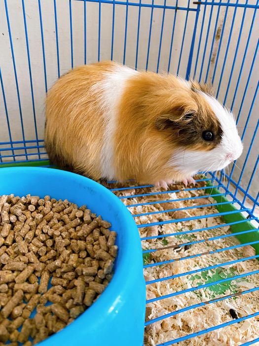 Hình ảnh 3 tại Petshop TÍ NỊ
