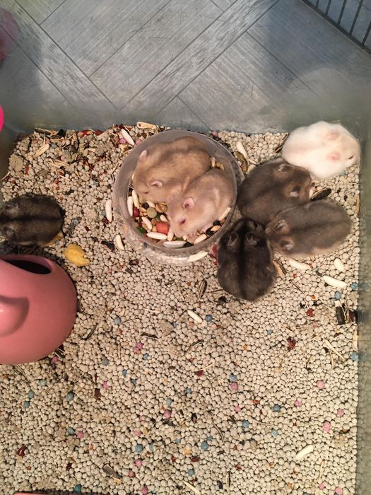 Hình ảnh 3 tại Hamster Win
