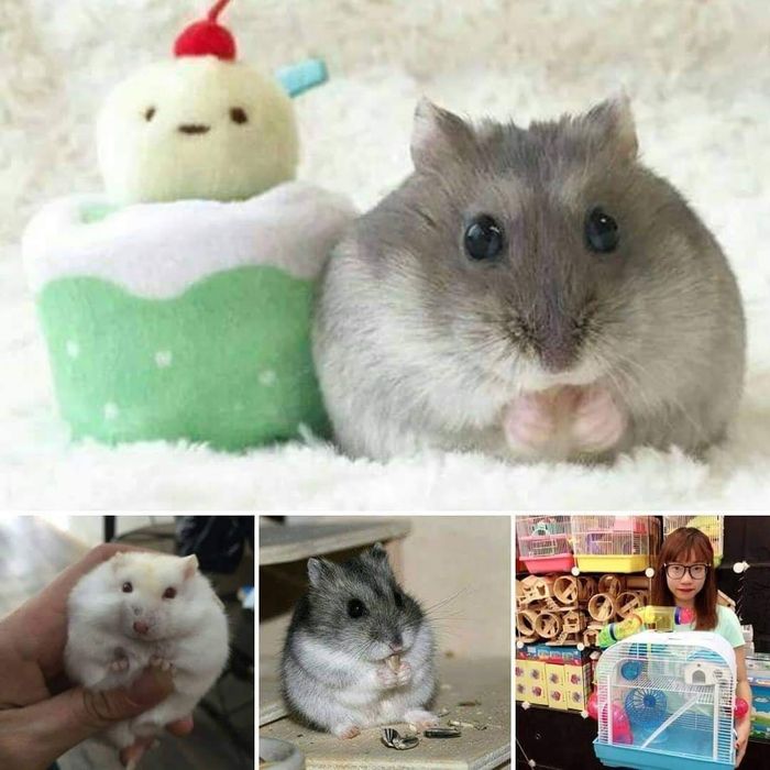 Hình ảnh 2 tại Hamster Win