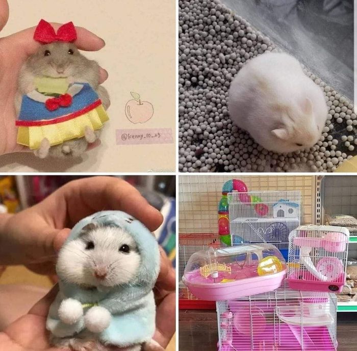 Hình ảnh 1 tại Hamster Win