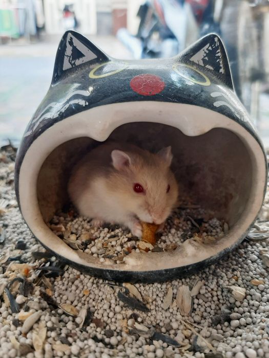 Hình ảnh 1 tại PS Hamster Shop