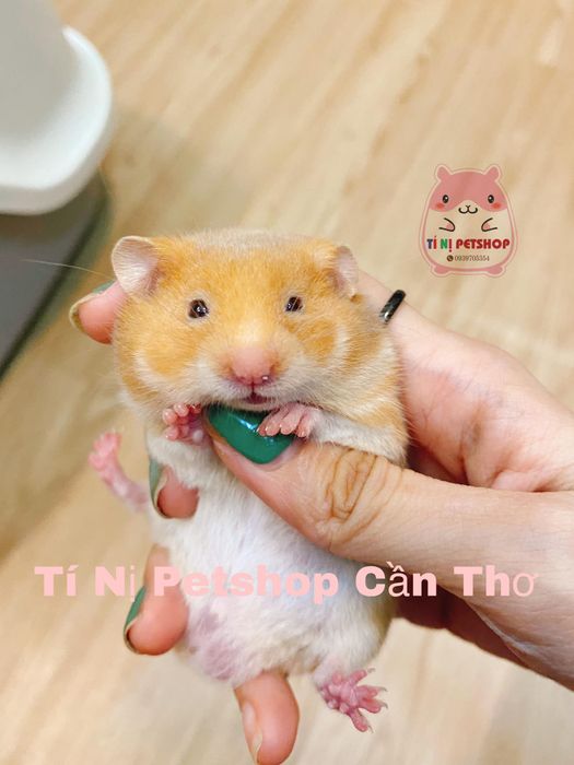 Ảnh 1 của Petshop TÍ NỊ