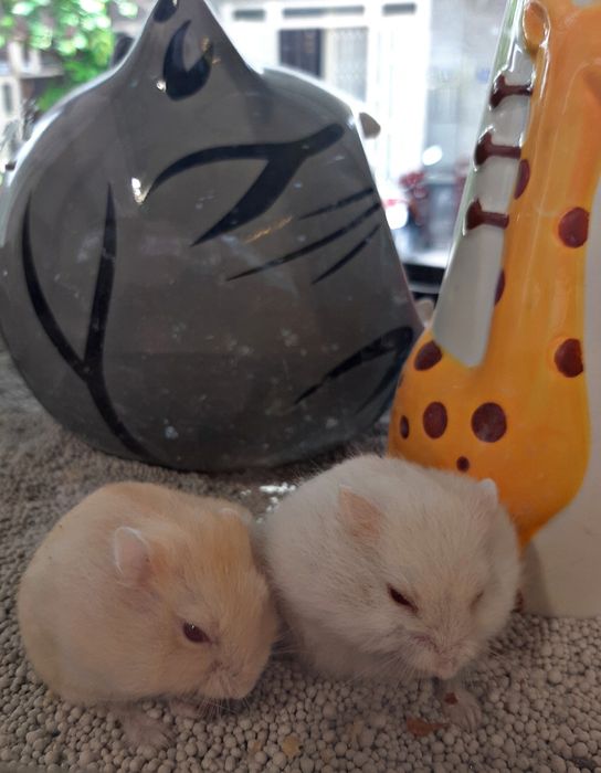Hình ảnh 3 tại PS Hamster Shop