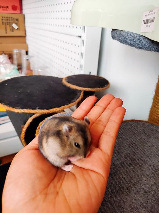 Hình ảnh 2 tại Pet shop TITAN