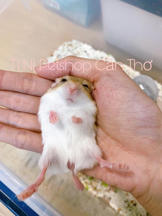 Hình ảnh 2 tại Petshop TÍ NỊ