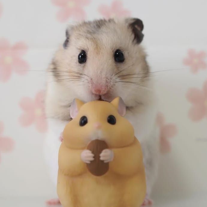 Hình ảnh 2 tại PS Hamster Shop