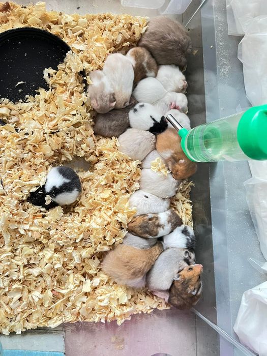 PIKAPET - Cửa Hàng Hamster Hình 2
