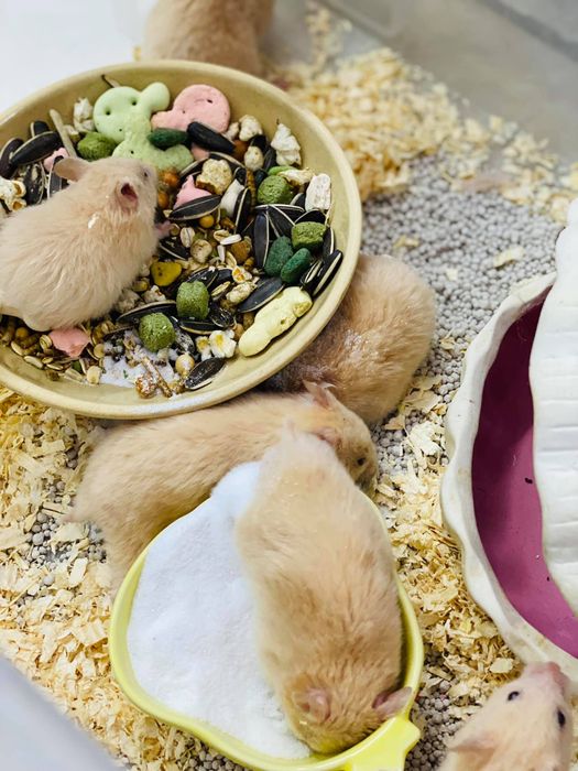 Tiên Tiên Pet shop - Hamster hình 2