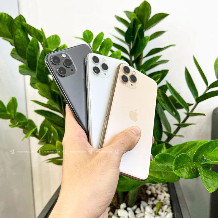 Hình ảnh TÁO TRẮNG 1