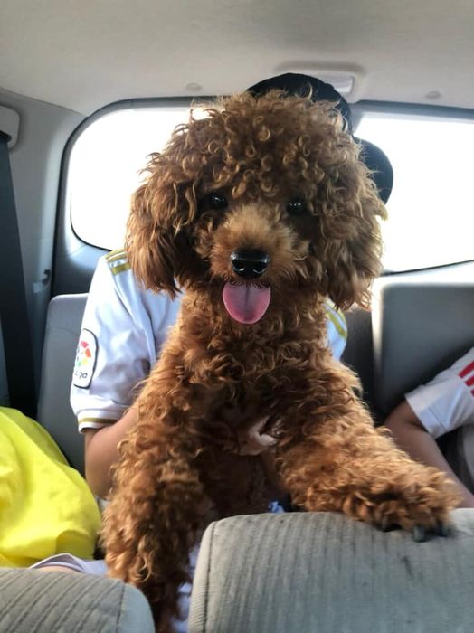 Hình ảnh Phòng Khám Thú Y Tứ Hùng 2