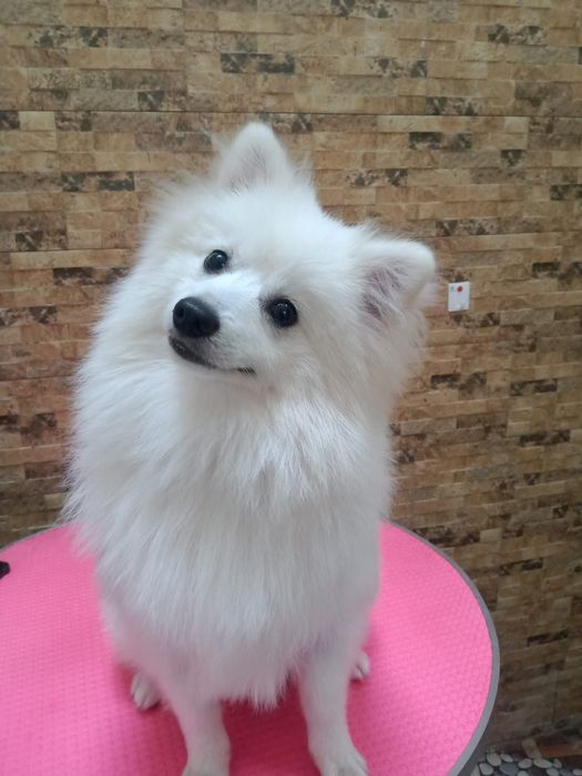 Hình ảnh Phòng Khám Thú Y Dr Paws