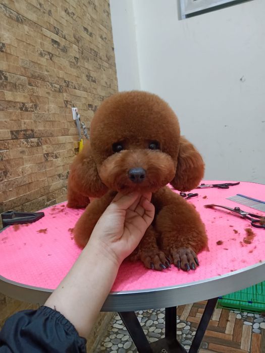 Hình ảnh Phòng Khám Thú Y Dr Paws 2