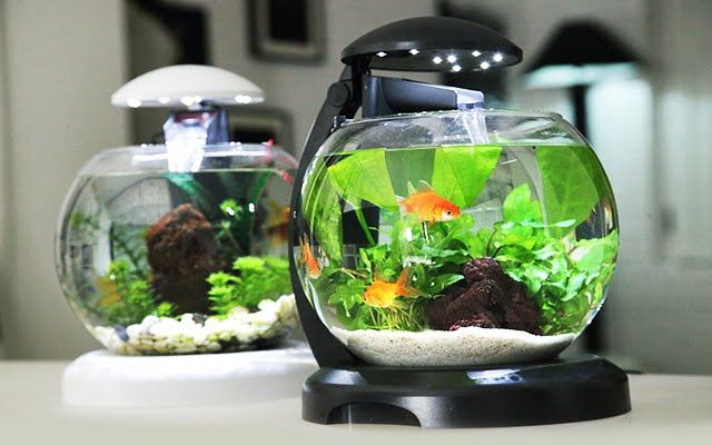 Hình ảnh bể cá mini 1