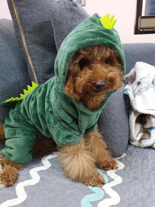 Hình ảnh Phòng Khám Thú Y - Pet Store Lượng Thảo 2