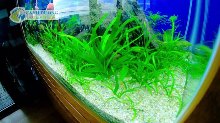 Hồ Cá Cảnh Dương hình 1