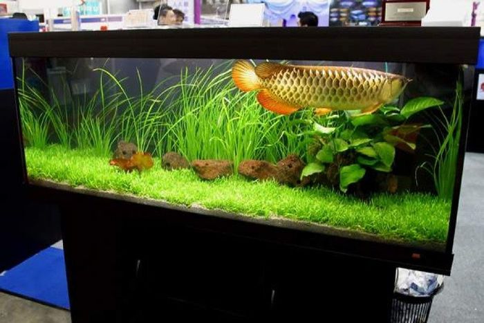 Hồ Cá Hải Dương hình 1