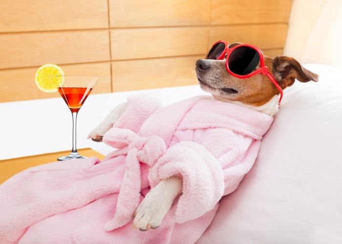 Hình ảnh tại Happy Pet Care