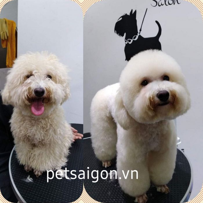 Hình ảnh Petsaigon.vn 1