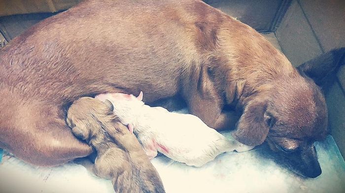 Hình ảnh Phòng Khám Thú Y Vincent Pet Hải Dương 2