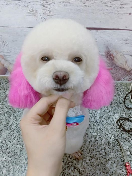 Hình ảnh Pet Shop Lúc Lắc - Dịch vụ thú cưng TP. HCM 2