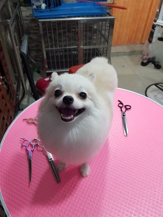 Hình ảnh Pet Shop Lúc Lắc - Dịch vụ thú cưng TP. HCM 1