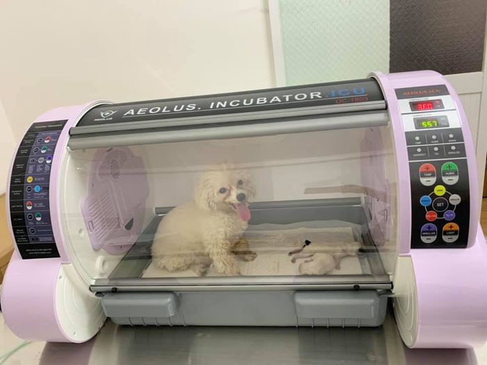 Ảnh của KT Pets