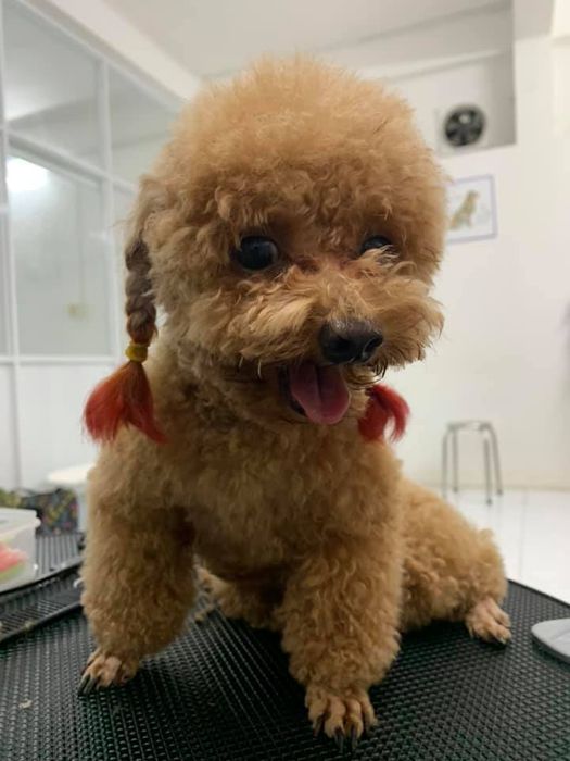 Hình ảnh KT Pets 2