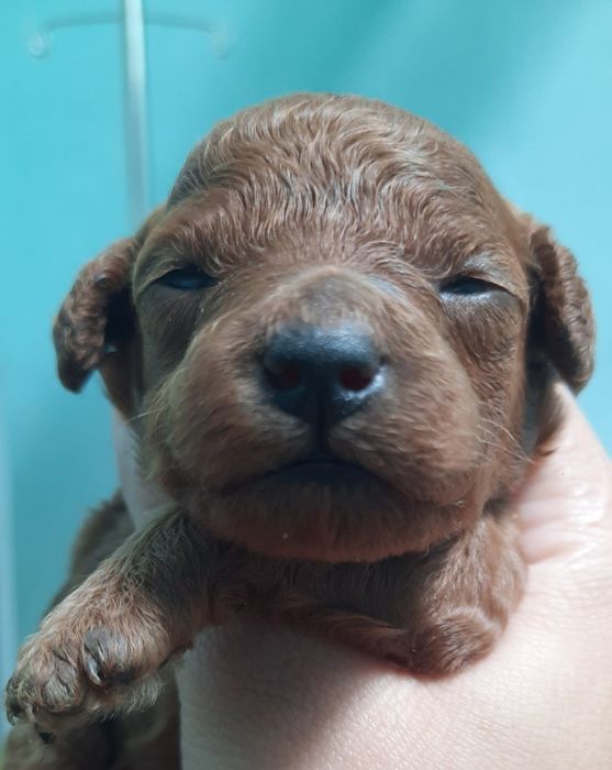 Hình ảnh 2 của Bệnh viện Thú y Danangpet – Quảng Ngãi