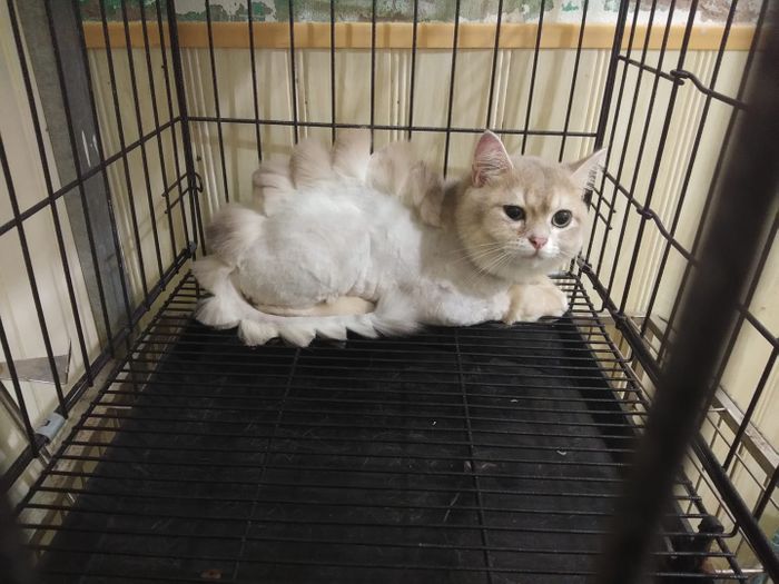 Hình ảnh Phòng Khám Thú Y Phạm Hải 2