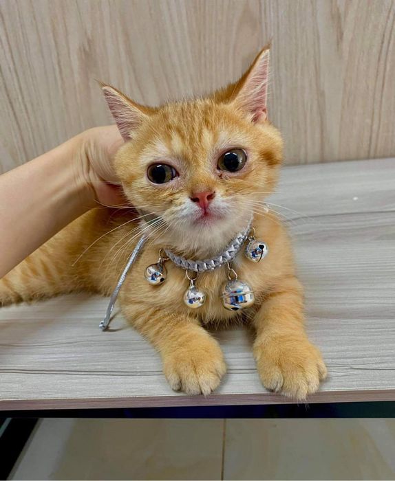 Hình ảnh MartinPet 2