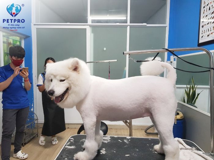 Hình ảnh của Bệnh viện thú y PetPro