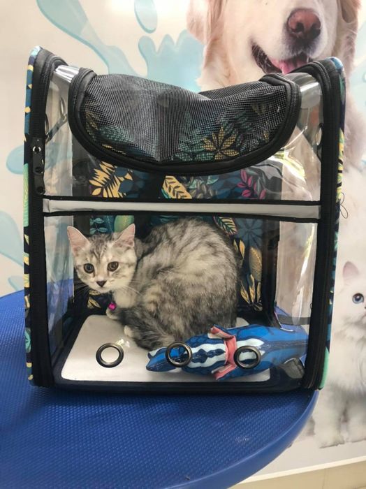 Hình ảnh Phòng khám thú y Petplus 1