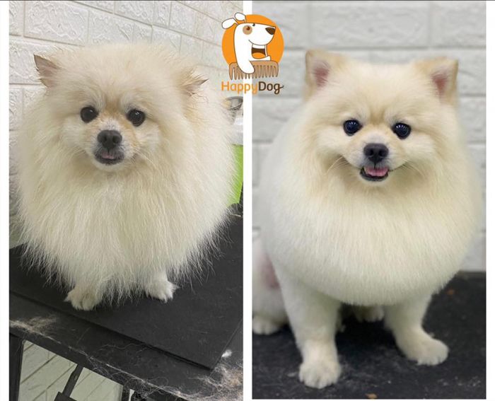 Hình ảnh Happy Dog - Chăm sóc và Spa cho Chó 2