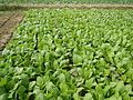 Brassica juncea (cải bẹ xanh)