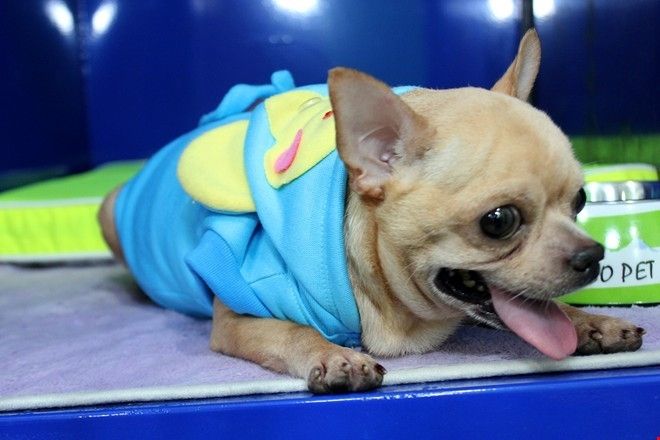 Hình ảnh Khách sạn cho mèo và chó Phương Nam 1