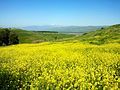 Cánh đồng hoa cải mù tạc ở Israel