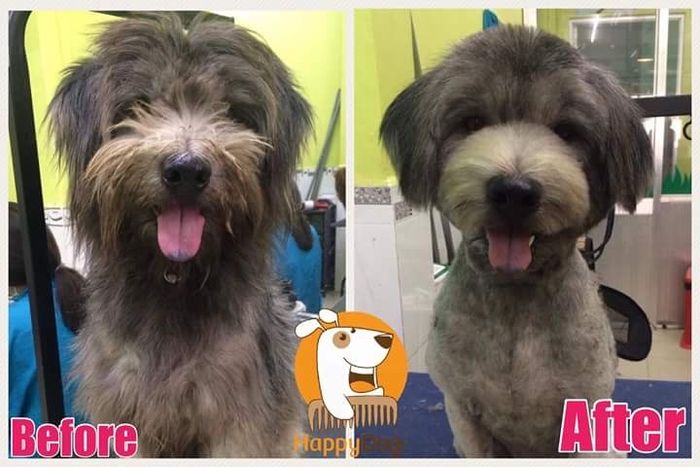 Hình ảnh Happy Dog - Chăm sóc và Spa cho Chó 1