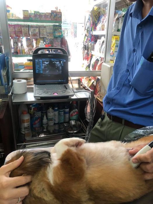 Hình ảnh Phòng khám thú y Petplus 2