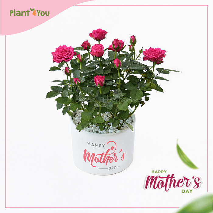 Ảnh 1 của Dalat Hasfarm