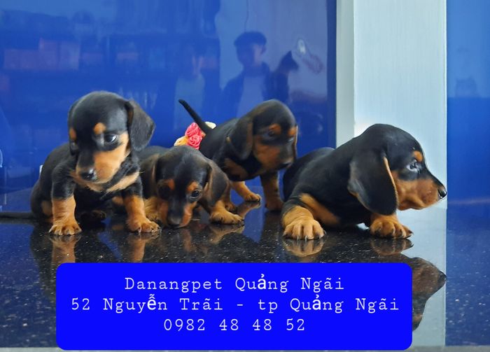 Hình ảnh 1 của Bệnh viện Thú y Danangpet – Quảng Ngãi