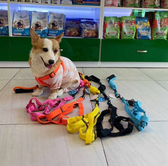 Pet Grooming - Thú y Minh Thư hình ảnh 2