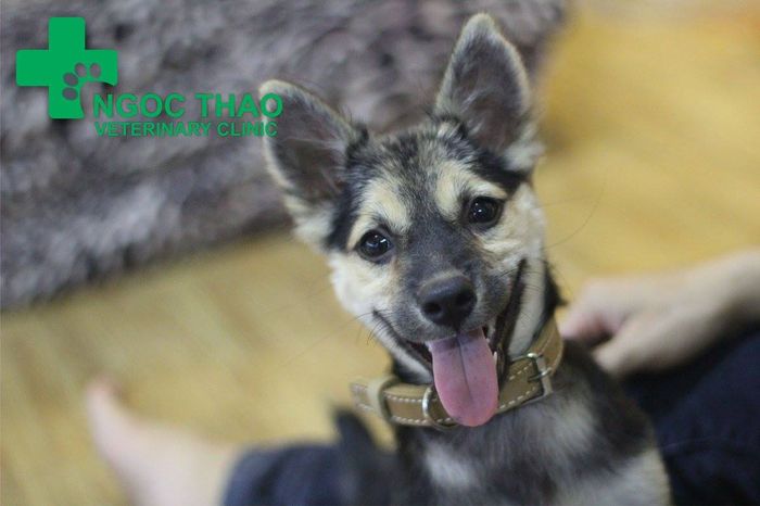 Pet Grooming - Thú y Minh Thư hình ảnh 2