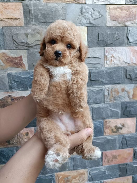 Ảnh 2 của Ngọc Phương Pet Shop